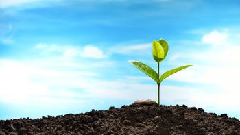 Fide ve Fidan Yetiştiriciliğine Başlayacaklara 5 Tavsiye