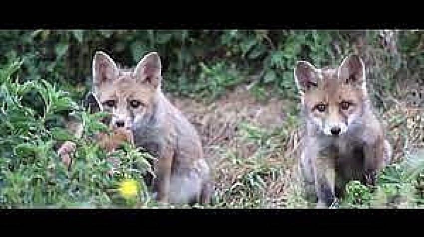 Fransa’da 3 bin tilki katledilecek