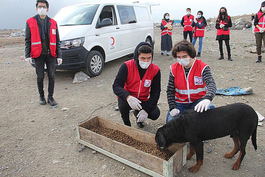  Genç Kızılaylar  Seydişehirdeki  sokak hayvanları için seferber.