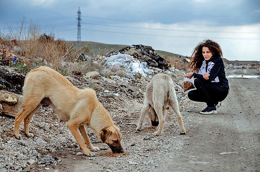 Genç ressam yaptığı resimleri sosyal medyadan satarak sokak hayvanlarını besliyor