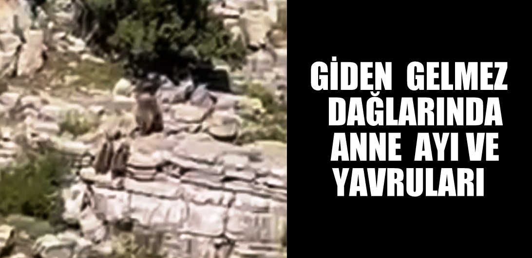 Giden Gelmez Dağlarında Anne Ayı ve Yavruları VİDEO HABER
