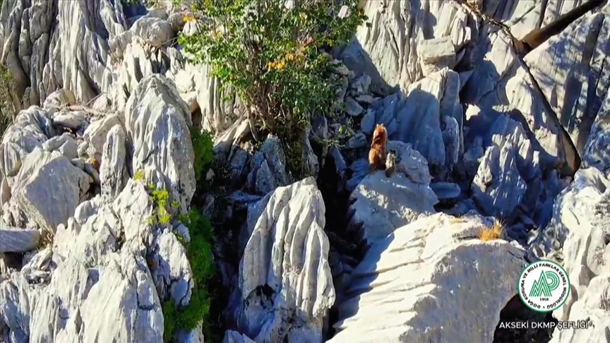 Giden Gelmez Dağlarında ayı ve ikiz yavrusunun sarp kayalıklara tırmanma çabaları görüntülendi.