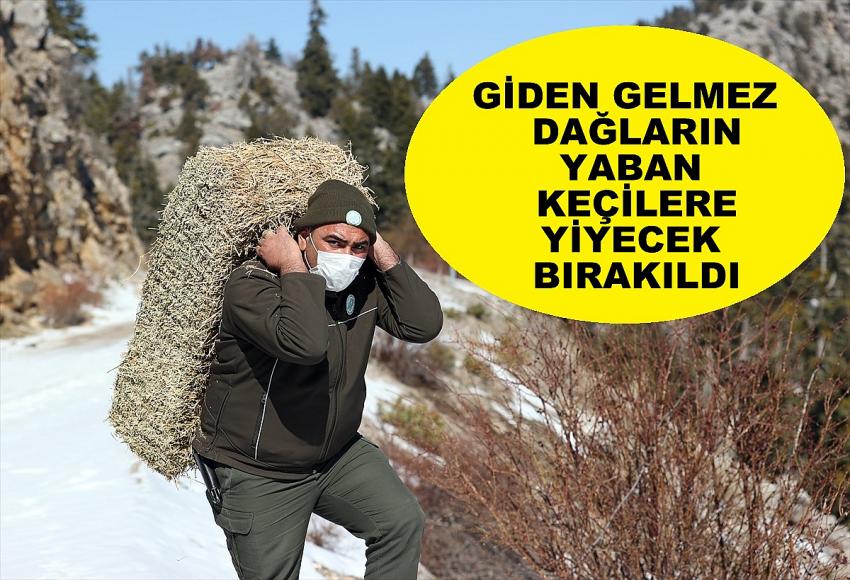  Giden Gelmez Dağlarında Yaban hayvanlarının aç kalmaması için karlı dağları aşıyorlar