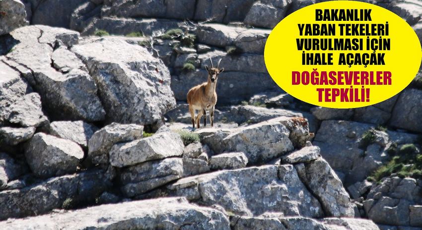 Giden Gelmez Dağlarındaki  yaban keçilerinin vurulması ihalesine  büyük tepki