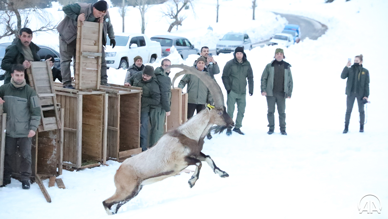 Giden  Gelmez Dağlarından 11  Yaban keçisi Burdura  götürüldü.