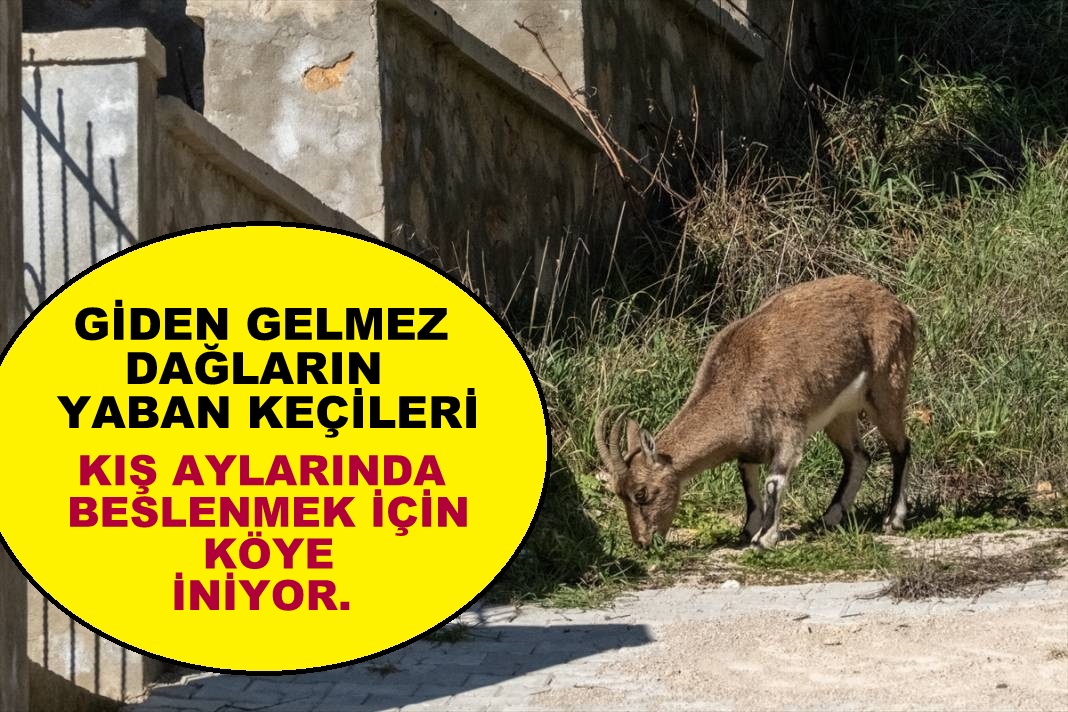 Giden Gelmez  Dağlarının Yaban  Keçileri köye  iniyorlar VİDEOHABER