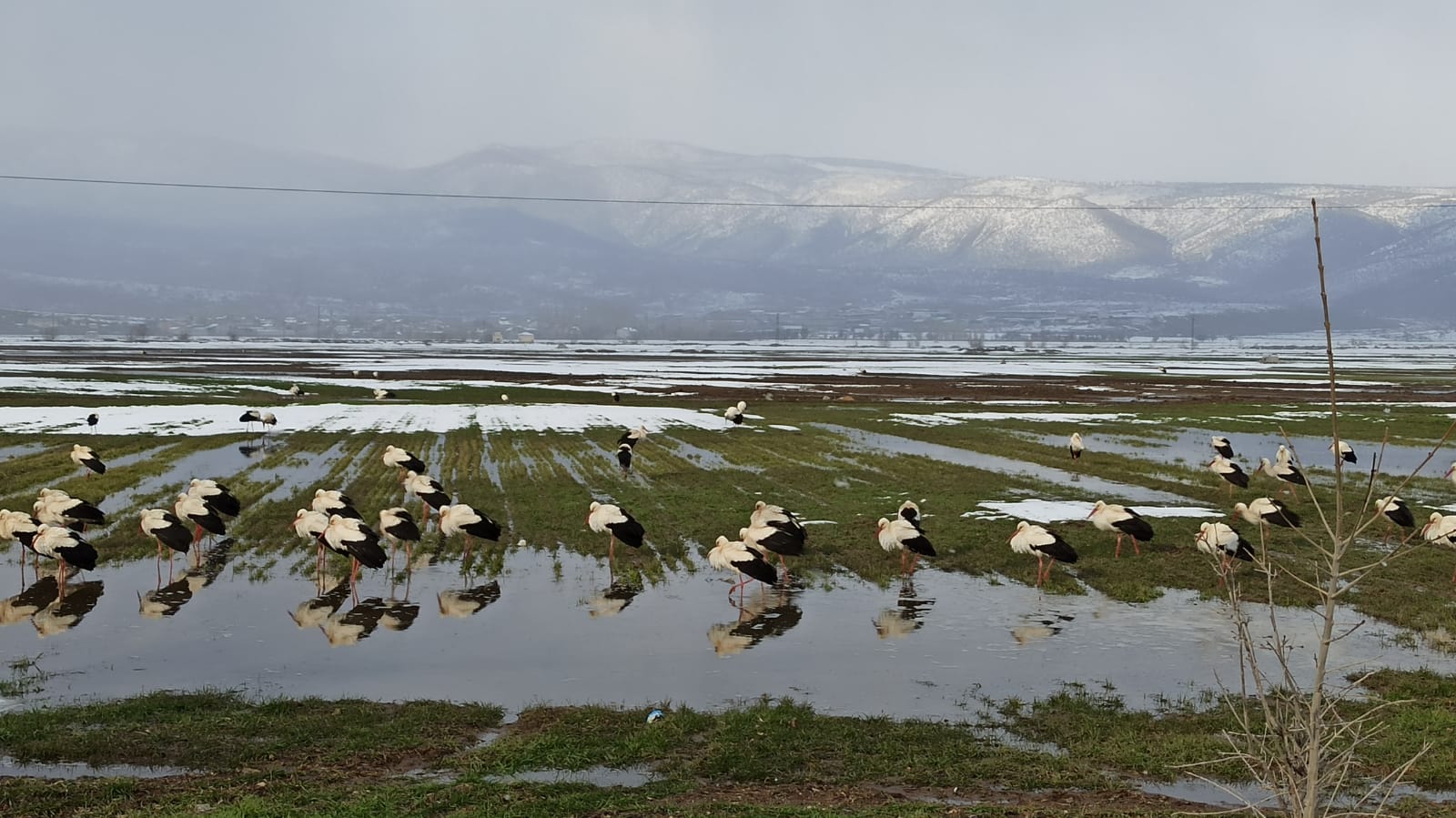 Göç Sırasında Kar yağışına  yakalan leylekler Seydişehir'e   indi