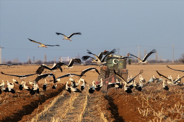 Göç yolundaki leylekler  Konya'da beslenme molası verdi.
