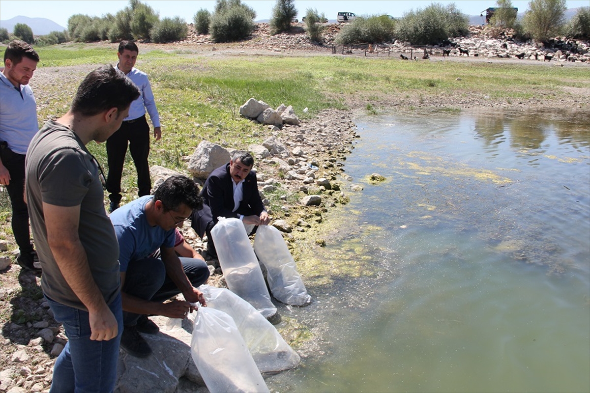 Göl ve göletlerine 2 milyon 630 bin sazan yavrusu takviyesi