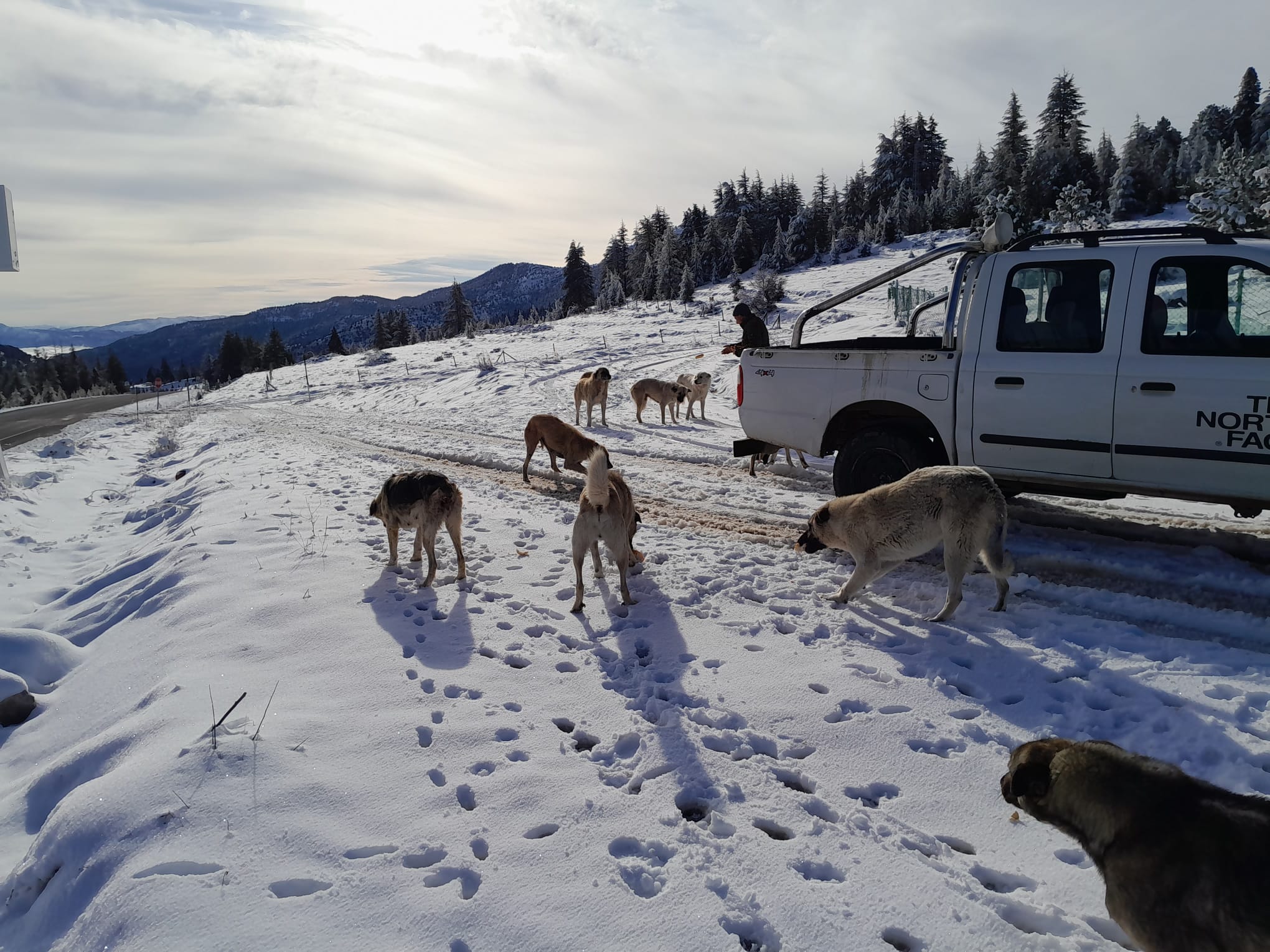 Gölcük Yaylasındaki  köpeklere yiyecek bırakıldı.