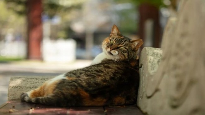 Güney Kıbrıs'ta FİP salgını  nedeni ile : 300 bin kedi öldü