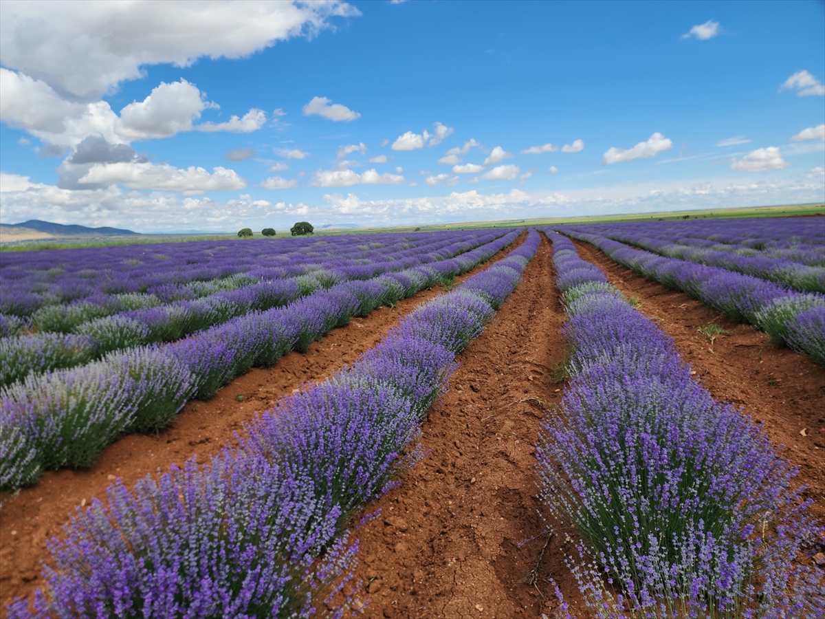 Güneysınır'da tarlalar mor renge dönmeye başladı