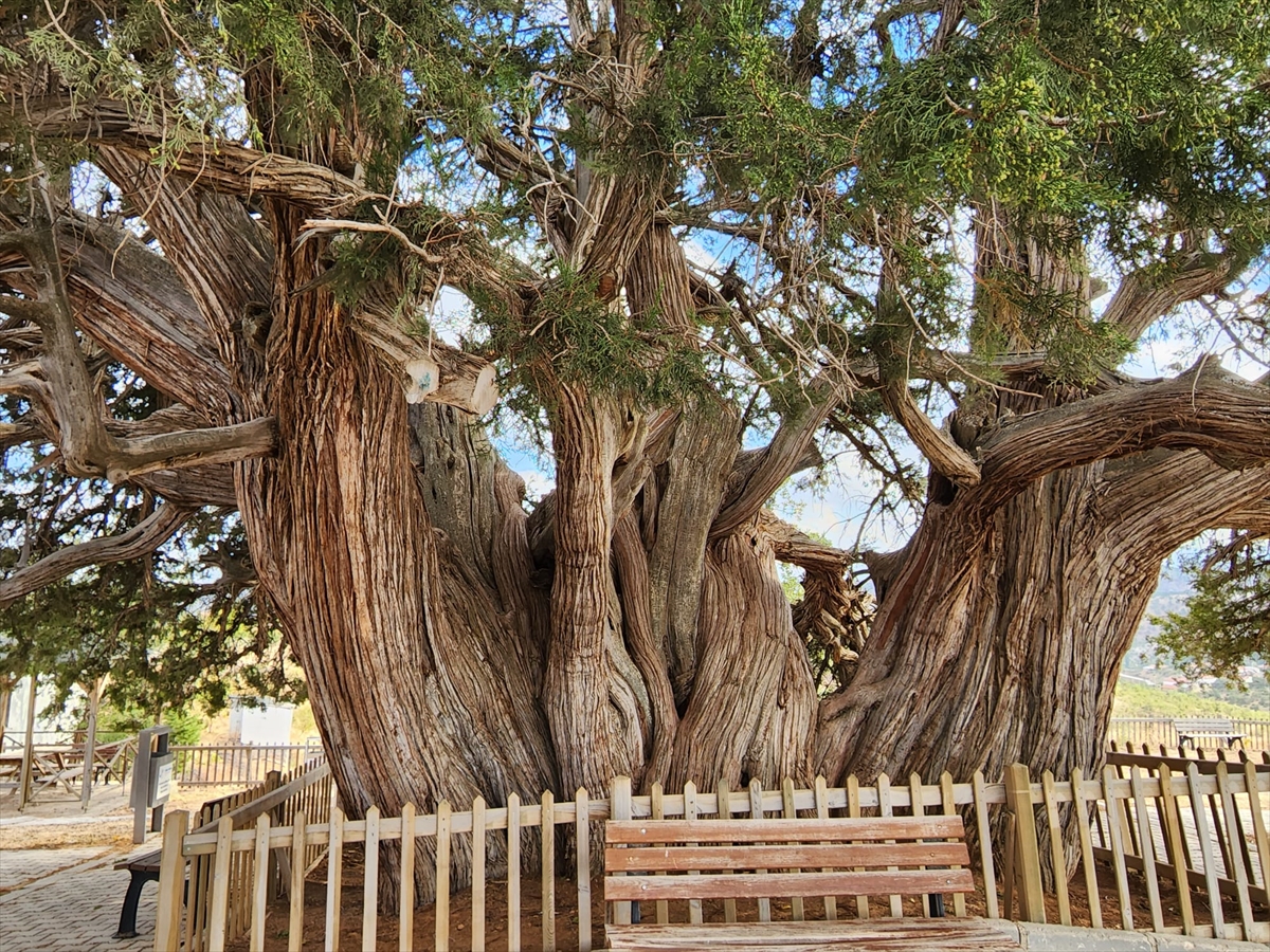 Güneysınır'daki anıt ardıç ağacı tarihe tanıklık ediyor
