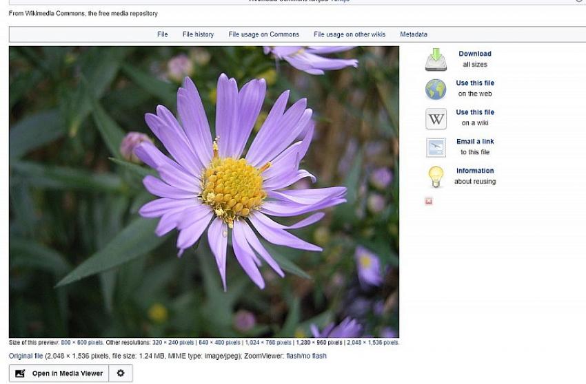 Günlük 100 milyon tıklanan fotoğrafın sırrı çözüldü