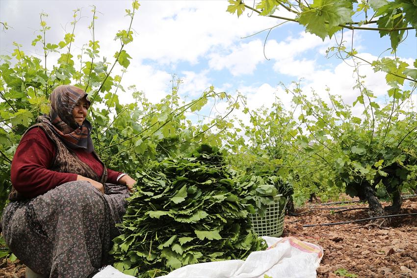  Hadim'de çiftçilerin üzüm yaprağı mesaisi başladı
