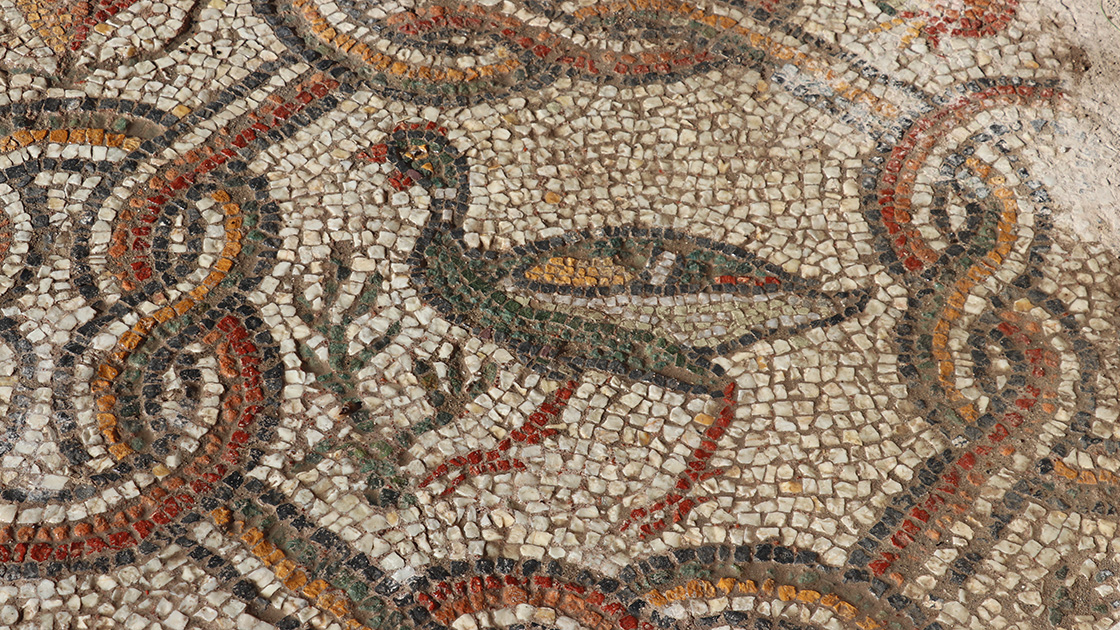 Hadrianopolis'te üzerinde meyve sepeti ve hayvan figürleri bulunan mozaikler ortaya çıkarıldı