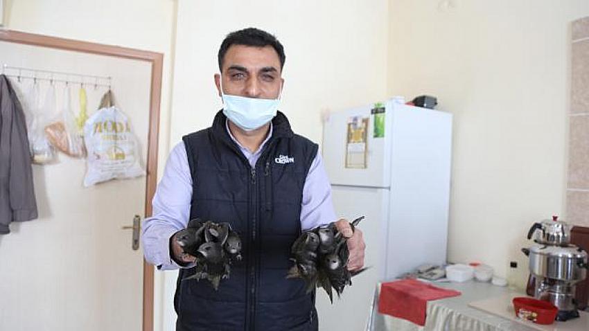 Halkapınar'da girdikleri Hükümet Konağı'nda mahsur kalan kuşları çalışanlar kurtardı