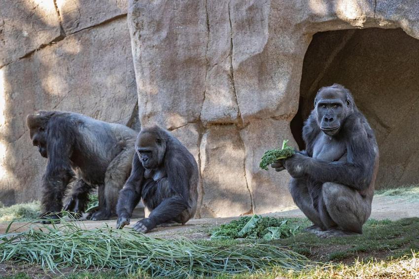 Hayvanat bahçesindeki 13 gorilin Covid-19 testi pozitif çıktı
