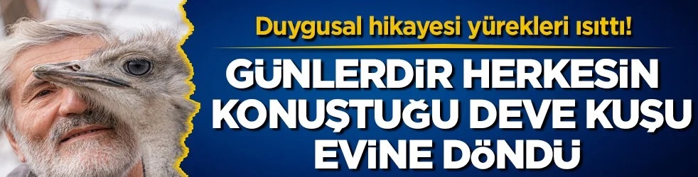 Hediye edildiği iş yerinden kaçan deve kuşu, büyütüldüğü mahalleye geri döndü