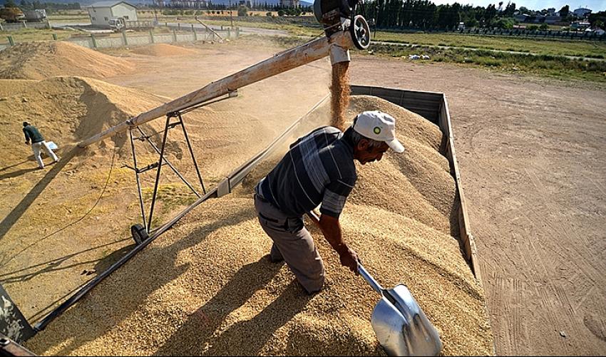Hububat fiyatıyla çiftçiyi kalitesiyle de un sanayicisini sevindirdi