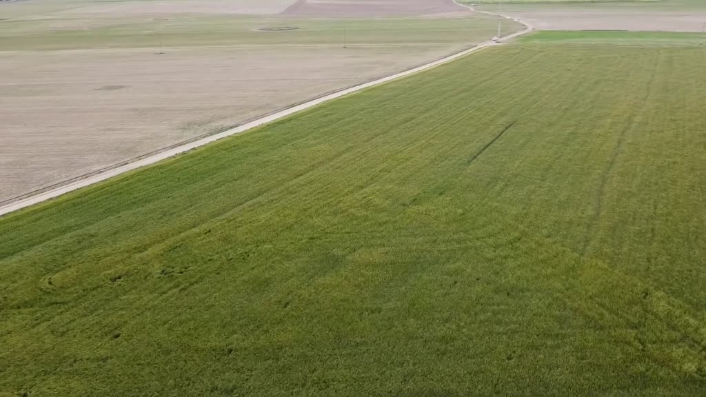 Hububattaki sarı pas hastalığının önüne yağmurdan etkilenmeyen zirai ilaçlarla geçilebilir