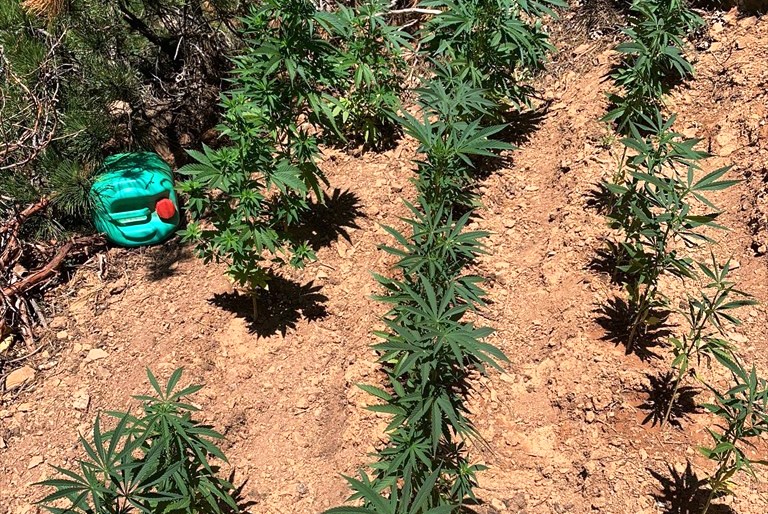 Hüyük'te  ormanlık alanda Hint keneviri yetiştiren 2 kişi tutuklandı