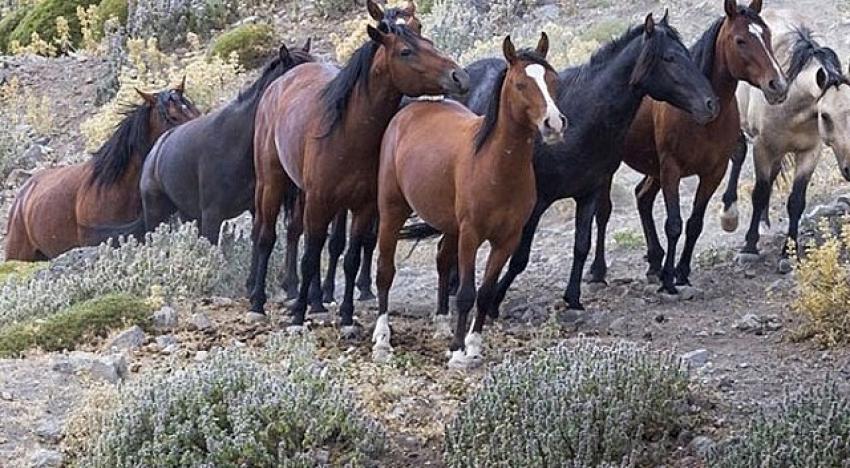 İBB'den açıklama geldi: 224 at bakımsızlıktan ölmüş