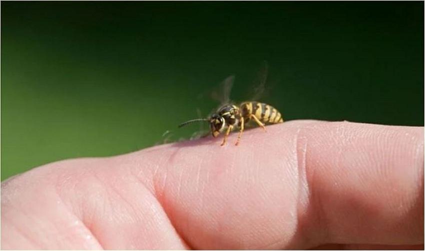 İçeceğinin içindeki arı   boğazını soktu hayatını kaybetti: