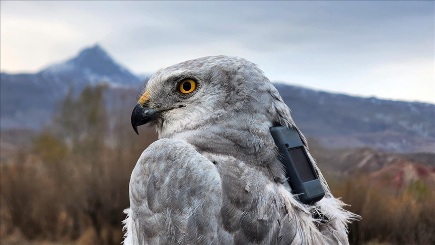 Iğdır'da bozkır delicesinden şahine 13 kuş uydu vericisiyle takibe alındı