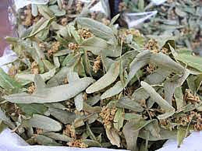 Ihlamurun Kilosu 400 liradan satışa çıktı