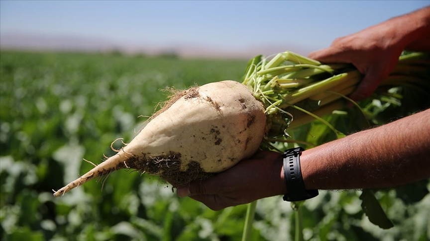 İklim değişikliği Konya  Bölgesinde şeker üretimini olumsuz etkiledi
