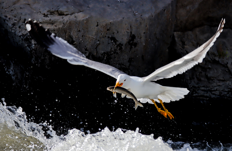 İnci kefalinin üremek için tatlı sulara göçü başladı