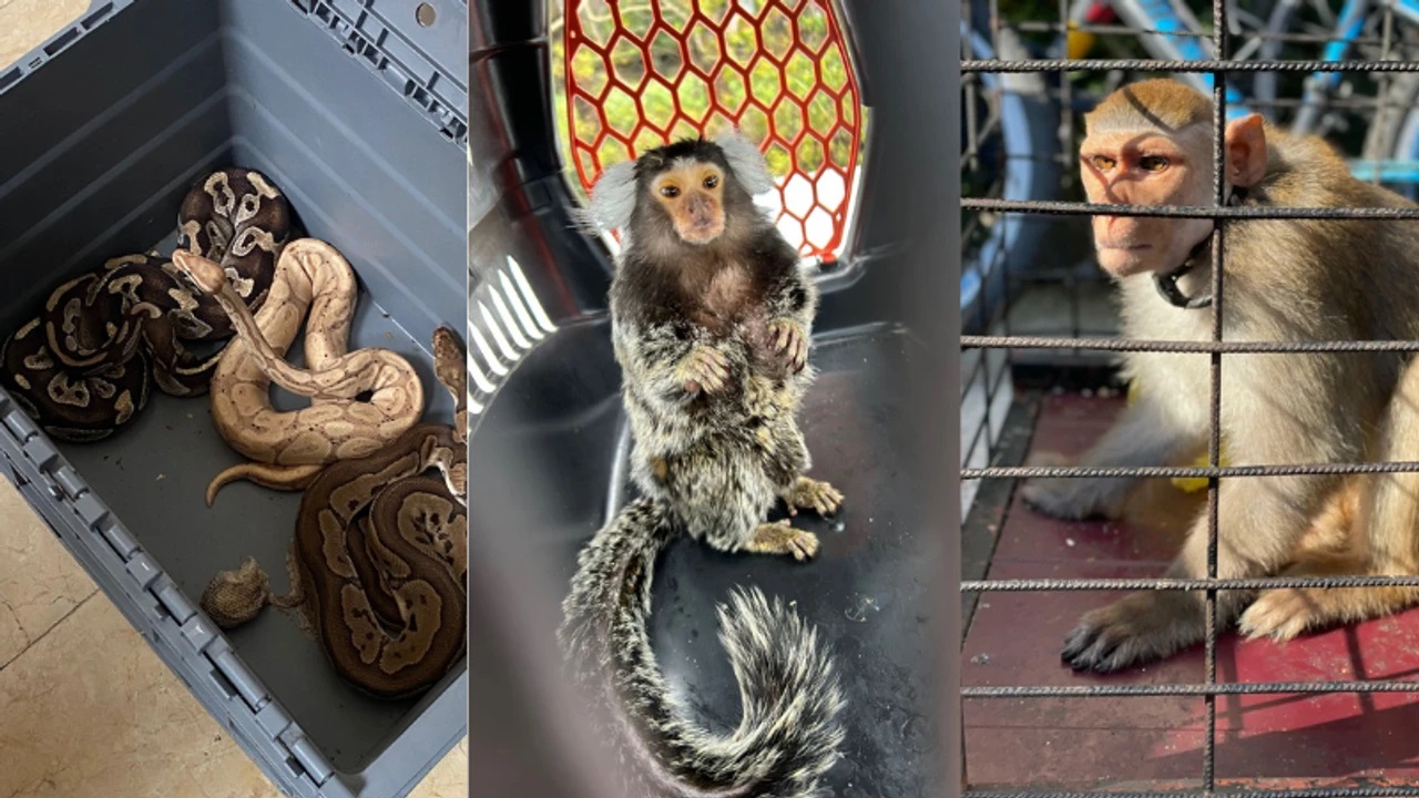 İstanbul'da operasyon! Maymun, timsah ve yılan yakalandı