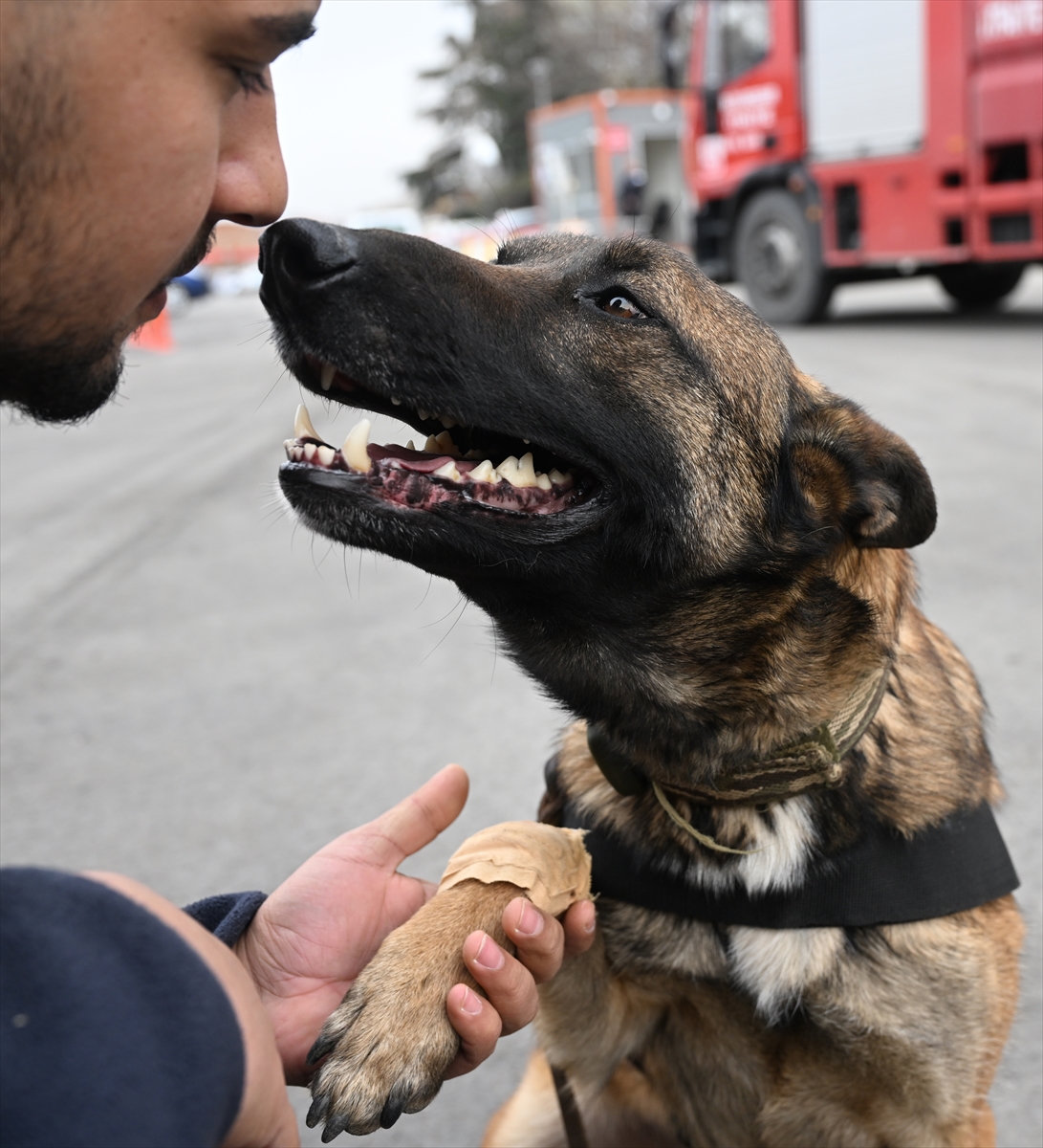 İtfaiye köpekleri Çakıl ve Rüzgar, yaralanmalarına rağmen enkazdan 29 kişinin kurtarılmasını sağladı