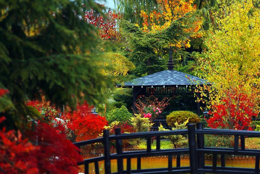 Japon Parkı sonbahar renklerine büründü