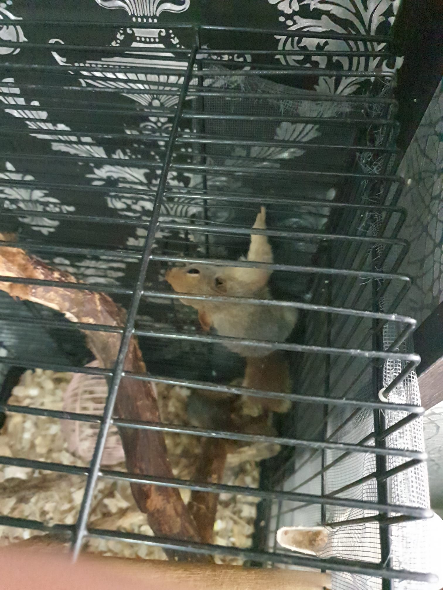 KAFESTE BESLENEN SİNCAPLAR POLİS EKİPLERİNCE DOĞAL ORTAMLARINA KAVUŞTURULDU