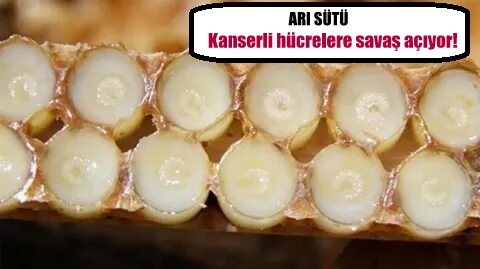Kanserli hücrelere savaş açıyor!