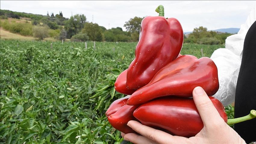 Kapya biberi bu sene üreticisinin yüzünü güldürdü