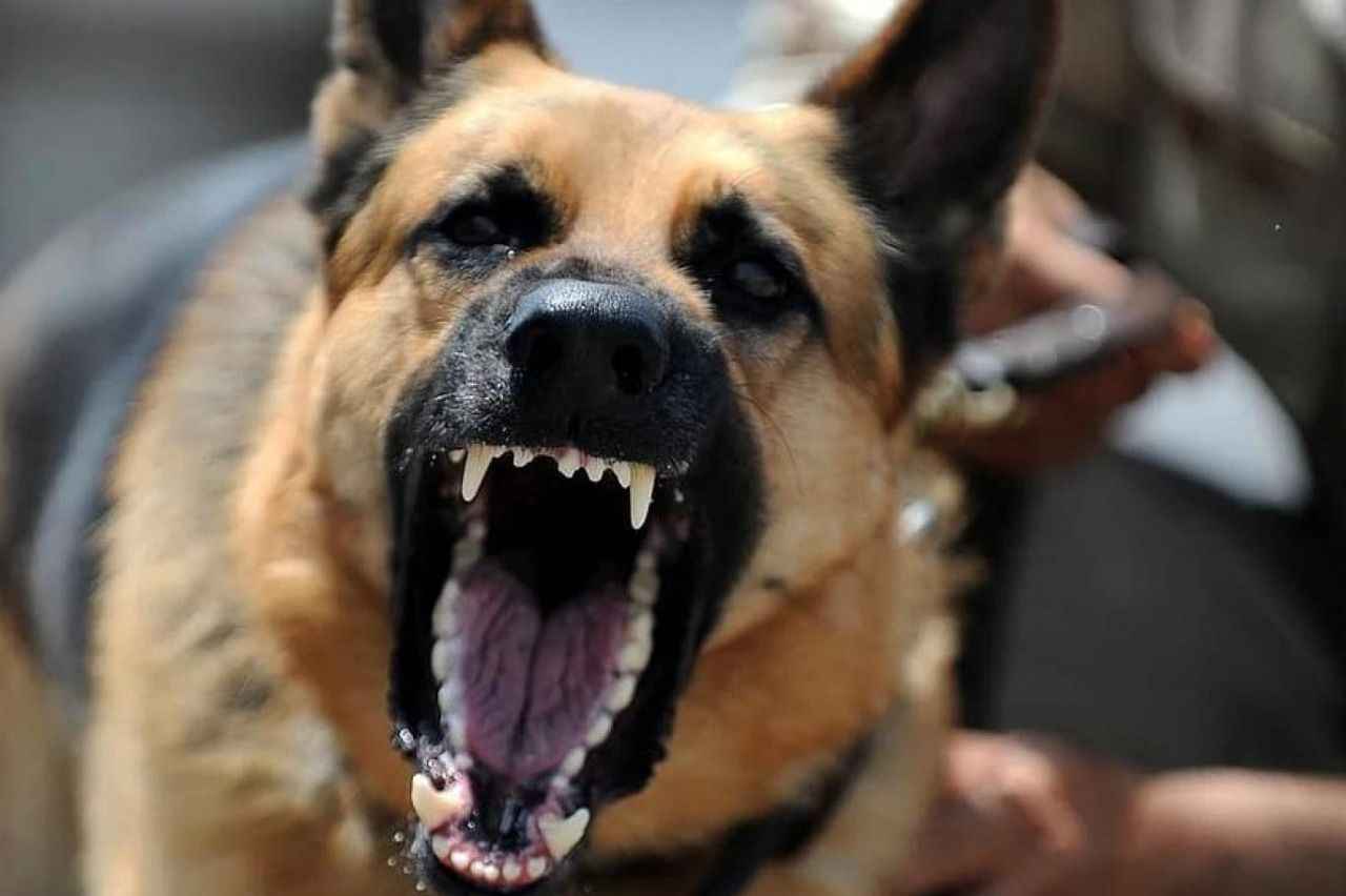 Karaman'da bir kadını öldüren köpeğin sahibine 3 yıl 4 ay hapis verildi