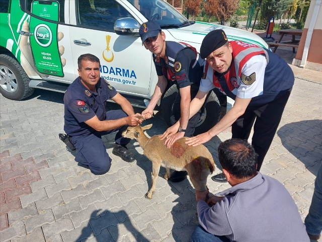 Karaman'da çoban köpeklerinin yaraladığı dağ keçisi tedavi altına alındı