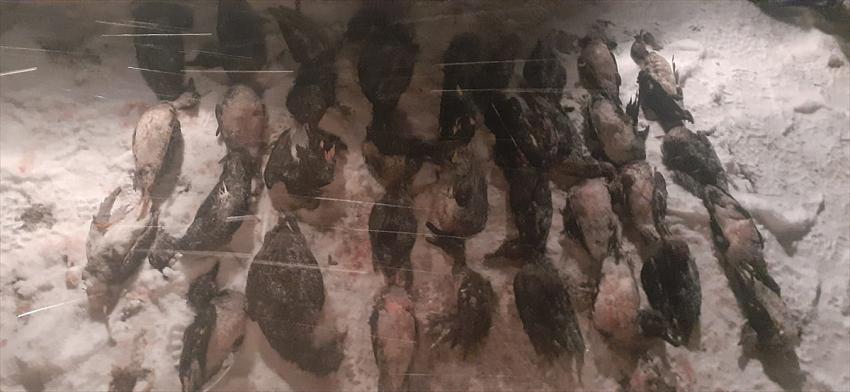 Karaman'da kaçak avlanan 54 kişiye 198 bin 503 lira ceza verildi