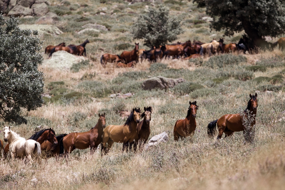 KARAMAN - Karadağ'ın krater çukurunda yaşayan yabani atlar görüntülendi