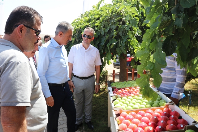 Karaman Valisi Tuncay Akkoyun elma hasadına katıldı