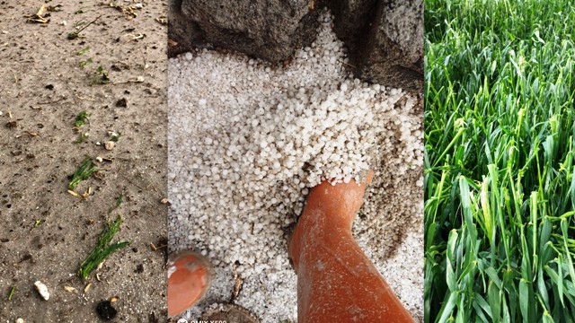 Karapınar'da dolu, ekili alanlarda zarara yol açtı