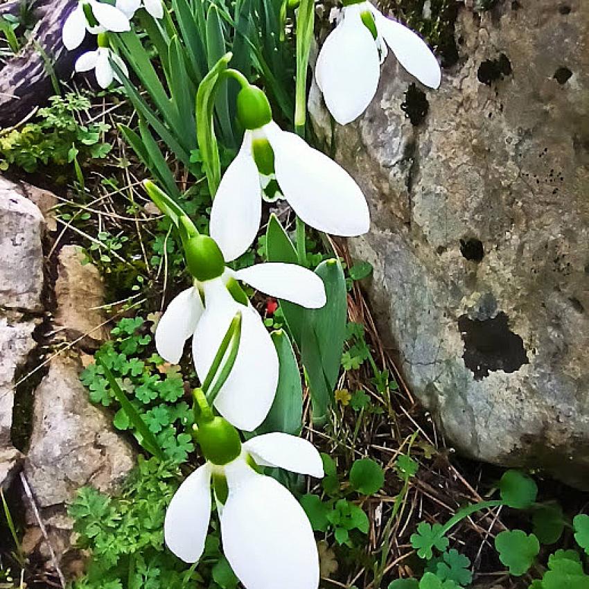 Kardelen çiçeğini koparmanın cezası 80 bin, kökünden sökmenin ise 241 bin lira