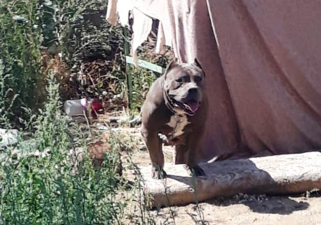 KAYITSIZ PİTBULL ALAN VE SATAN ŞAHISLARA 29.964 TL CEZA!