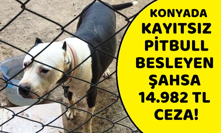 KAYITSIZ PİTBULL BESLEYEN ŞAHSA 14.982 TL CEZA!