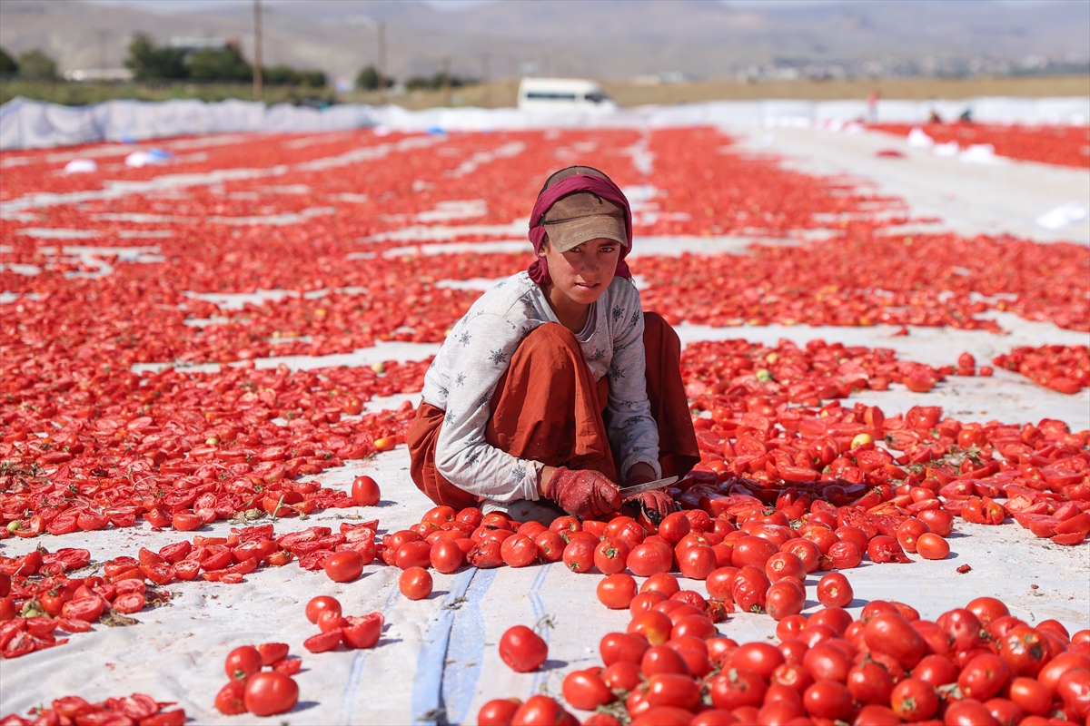 Kayserili 3 arkadaş kuru domateste 500 ton ihracat hedefliyor