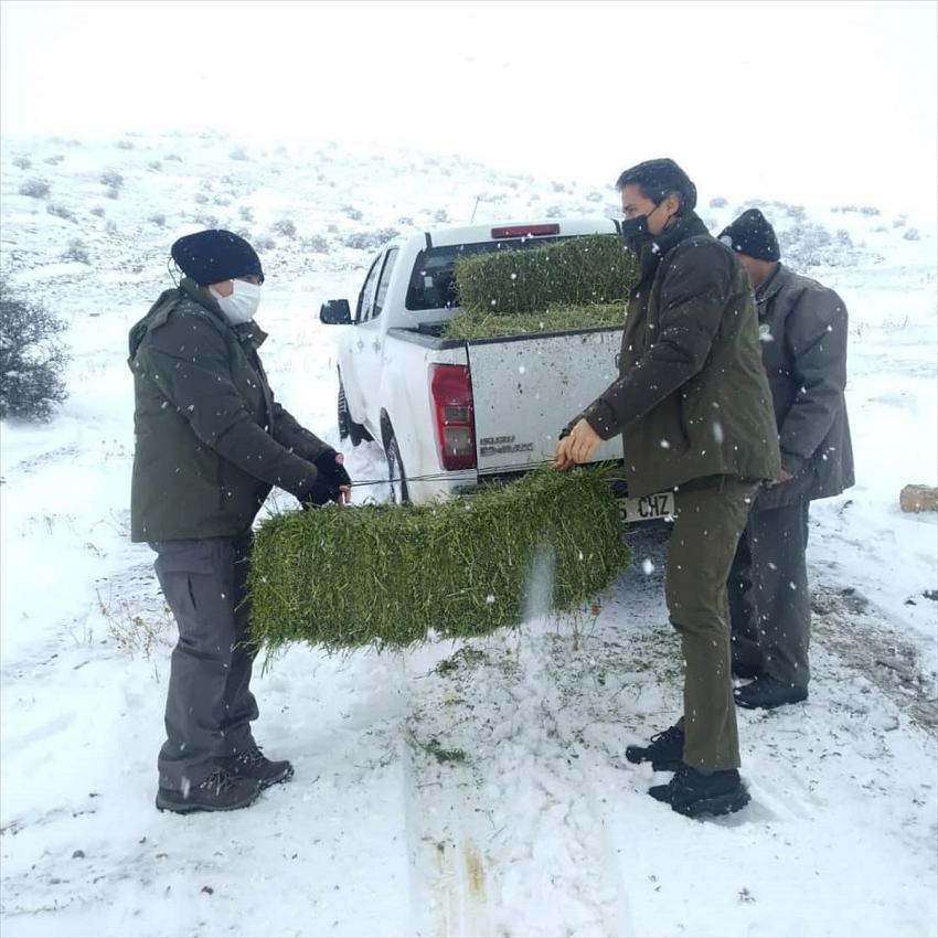 Kervansaray Dağı'ndaki Anadolu yaban koyunları için doğaya yem bırakıldı