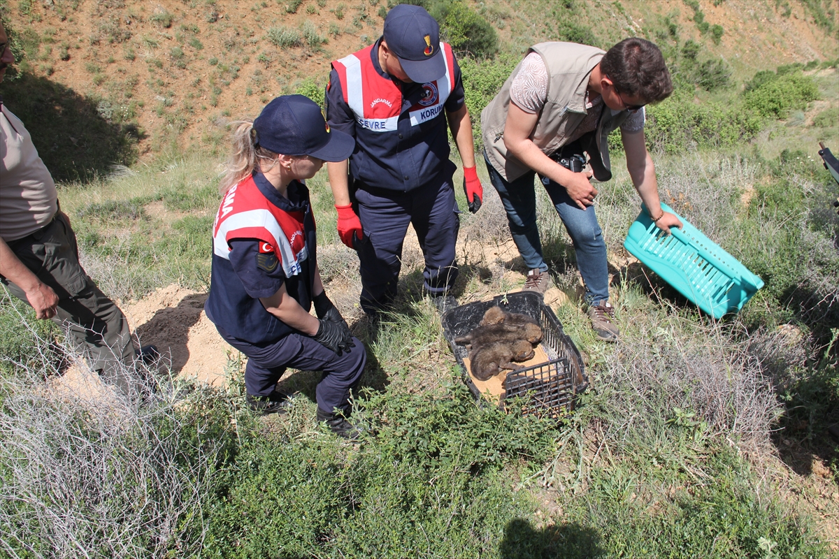 Kırıkkale'de çobanın doğada bulduğu 4 kurt yavrusu korumaya alındı